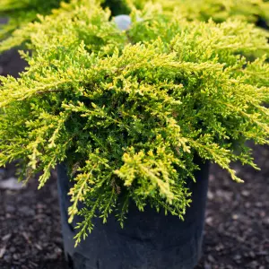 Juniperus Gold Coast - Bright Gold Evergreen Shrub (15-30cm Height Including Pot)