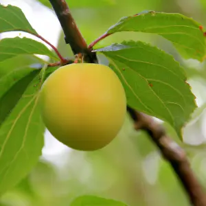 Lincolnshire Fruits Early Transparent gage Bareroot 7 Litre 1.5m Tree