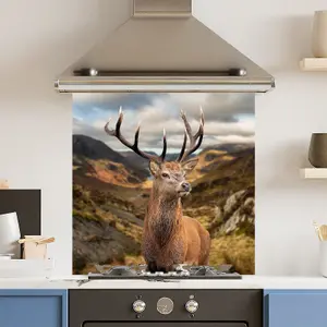 Toughened 6mm Glass Kitchen Splashback 60 x 60cm Stunning Stag - Polished Edge Heat Resistant Back Splash for Cookers Hob