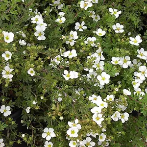 Potentilla Abbotswood Garden Plant - White Flowers, Compact Size, Hardy (15-30cm Height Including Pot)