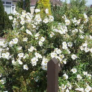 Cistus Alan Fradd - Evergreen, White Red and Yellow Flowers, Compact Size (10-30cm Height Including Pot)