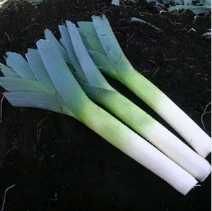 Leek Below-Zero F1 Hybrid 1 Seed Packet (50 Seeds)