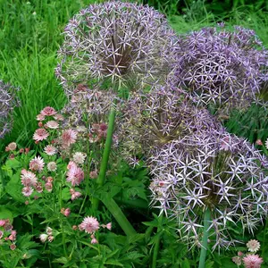 Allium Christophii Flowering Bulbs - Unique Globe Blooms (200 Pack)