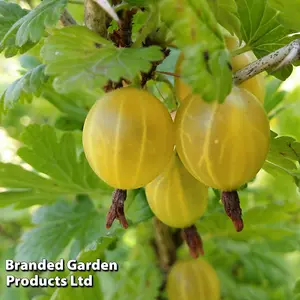 Gooseberry (Ribes uva-crispa) Hinnonmaki Yellow BR x 1