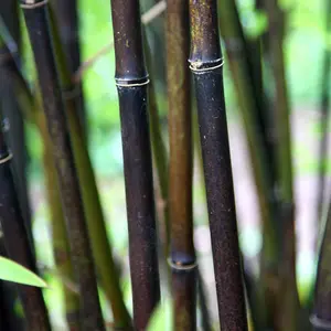 Black Bamboo Phyllostachys Nigra Outdoor Plant 1.75m - 2m Tall 18 Litre Pot