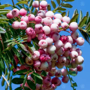 Sorbus Hupehensis Tree - Pink Hupeh Mountain Ash, Pink Berries, White Flowers, Hardy (5-6ft)