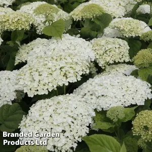 Hydrangea Strong Annabelle 3 Litre Potted Plant x 2 - Shrub - Ideal For Shade