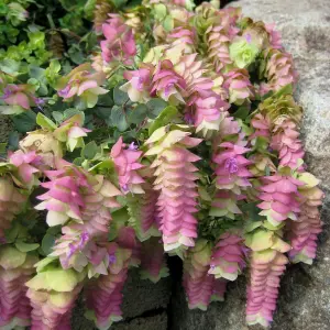 1 x Oregano Kent Beauty Shrub in 10.5cm Pot - Ornamental Origanum Perennial - Grow in Beds, Borders, Rock Gardens & Patio Pots