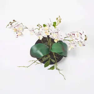 Homescapes White Orchid 38 cm Phalaenopsis in Ceramic Pot