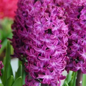 Boston Seeds Elegant Crown Tulip Bulbs (20 Bulbs)