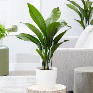 Aspidistra Elatior - Hardy and Low-Maintenance Indoor Plant for Interior Spaces (40-50cm Height Including Pot)