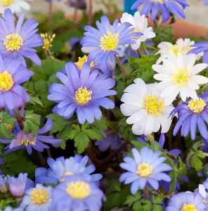 Anemone Blanda Mixed 100 Bulbs