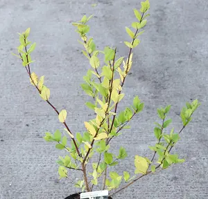 Lonicera Purpusii Winter Beauty 9cm Potted Plant x 1