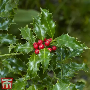 Holly Tree 'Green Alaska' Standard - 2 Litre Potted Plant x 1