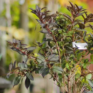 Weigela Black and White Garden Plant - Dark Green Foliage, White Tubular Flowers, Compact Size (20-30cm Height Including Pot)