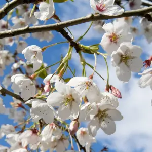 Cherry Tree - Prunus avium 'Regina' - Patio Fruit Tree 2-4ft in 5 Litre Pot