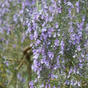 Rosemary Green Ginger Herb Plant - Aromatic Leaves, Ideal for Container Planting (5-15cm Height Including Pot)