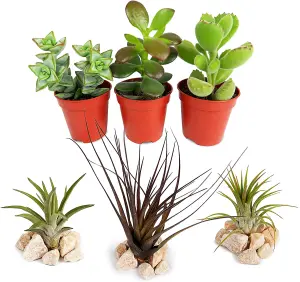 Succulent And Air Plant Mix - 3 Air Plants - 3 Succulents For Beginners