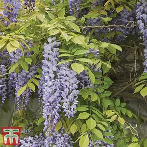 Scented Wisteria Sinensis - 9cm Potted Plant x 2 - Loved by Pollinators - Climbing Plant