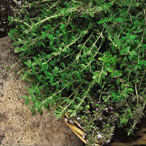 Herb Thyme Old English 1 Seed Packet