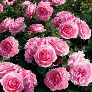 Mum in a Million Rose Bush Pink Flowering Roses Hybrid Tea Rose 4L Pot