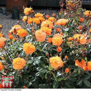 Floribunda Rose 'Precious Amber' -  1 Bare Root