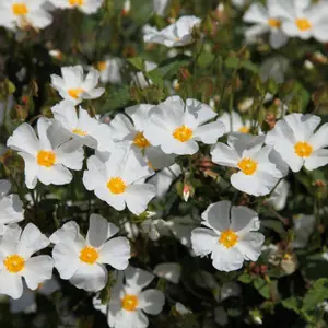 Rock Rose Outdoor Shrub Plant Cistus x Hybridus Garden Tree Bush 2L Pot