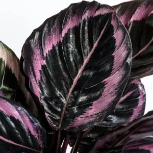 Calathea Surprise Star - Exotic Foliage, Indoor Houseplant (14cm, 25-35cm)