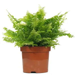 Nephrolepis Boston Fern - Indoor Houseplant with Fresh Green Foliage, Ideal Shady Corner Plant (25-35cm Height Including Pot)