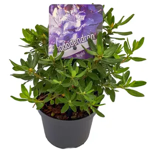 Rhododendron Night Sky (15-25cm Height Including Pot) Garden Plant - Compact Shrub, Unique Foliage