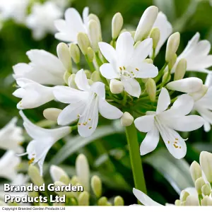 Agapanthus Blue + White Collection 6 Bare Root Plants - Summer Flowering - Drought Tolerant