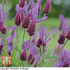 Lavender (French) Stoechas 1 Packet (50 Seeds)