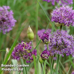 90 Allium Purple Sensation Bulbs