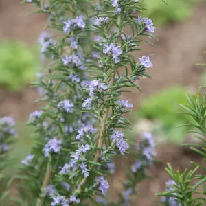 Miss Jessopps Upright Rosemary Shrub Plant Rosmarinus Officinalis 2L Pot