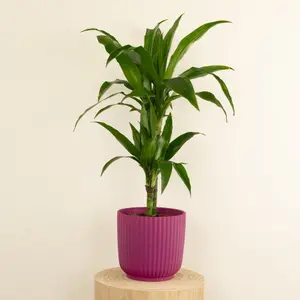 House Plant - Palm - Janet Craig - 17 cm Pot size - 70-90 cm Tall - Dracaena Fragrans Janet Craig - Indoor Plant