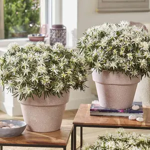 Azalea Starstyle White 10.5cm Potted Plant x 1