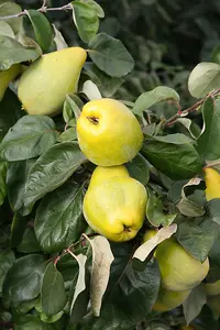 Lincolnshire Fruits Meech's Prolific Potted 7 Litre 1.5m Tree