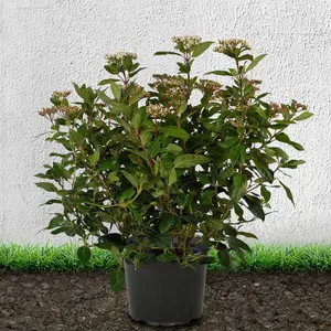 Hedges Direct Viburnum Tinus 'Eve Price' 30cm Height Evergreen Hedge Plant