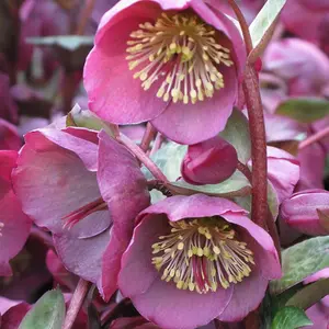 Penny'S Pink Hellebore Perennials Flowering Plants Helleborus 2L Pot