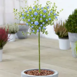 Ceanothus Concha Patio Tree - Stunning Variety, Ideal for UK Gardens, Compact Size (2-3ft)