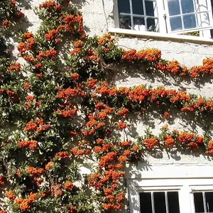 Pyracantha Orange Glow Garden Plant - Vibrant Orange Berries, Compact Size (20-40cm, 50 Plants)