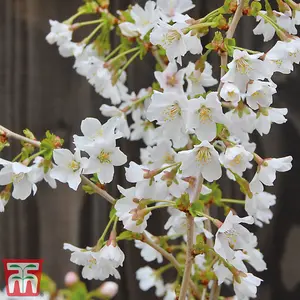 Japanese Flowering Cherry Tree - Kojo-No-Mai Potted Plant x 1