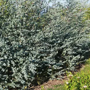 6 x Eucalyptus Gunnii Azura Hedging Plants -  9cm Pots - Rare Variety of Gum Tree