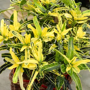 Codiaeum 'Sunny Star' Plant - Bright Leaf Variegations, Ideal for Home or Office, Easy to Maintain (30-40cm)