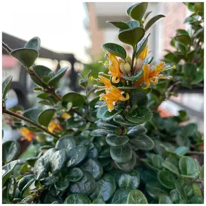 Honeysuckle Lonicera Crassifolia 'Little Honey' in a 9cm Pot