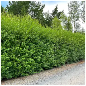 1 Green Privet Plant 3-4ft Tall, Evergreen Hedging, Grow a Quick, Dense Hedge 3FATPIGS