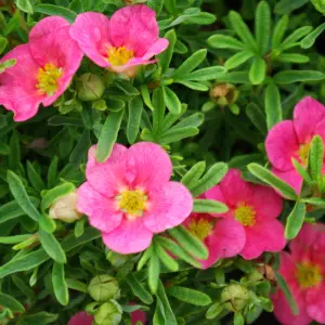 Potentilla Bellissima Garden Plant - Pink Flowers, Compact Size, Hardy (15-30cm Height Including Pot)