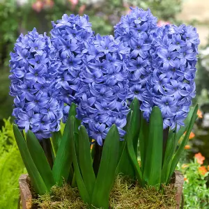 Hyacinth Carnival Bulb Trio in 13cm Pot - Fragrant Mixed Colour Hyacinthus Bulbs