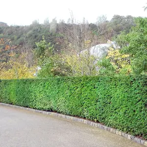 English Yew 1m Height Evergreen Instant Hedge Pack of 14