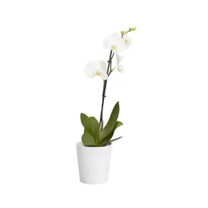 GoodHome Single Stem Moth orchid in Assorted Ceramic Decorative pot 12cm